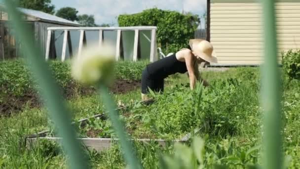Kobieta w słomkowy kapelusz i rękawiczki usuwa chwasty z łóżko ogród, pielenie groszek w ogrodzie — Wideo stockowe