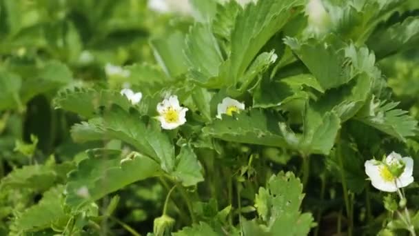 Мураха повзає над полуничною квіткою - зелена рослина гойдається на вітрі влітку — стокове відео