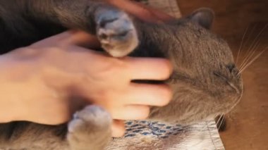 Bir Britanya ile ilgili stenografi kedi evde okşayarak kız