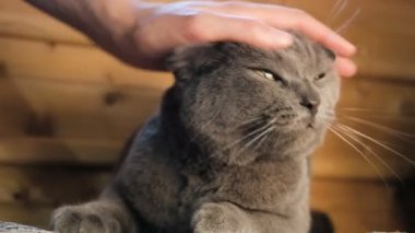 Kadın evde yerde yatarken bir İngiliz gri kedi vuruş