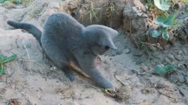 İngiliz kedi içinde belgili tanımlık kum niteliğine bir sopayla açık havada yaz aylarında çalış
