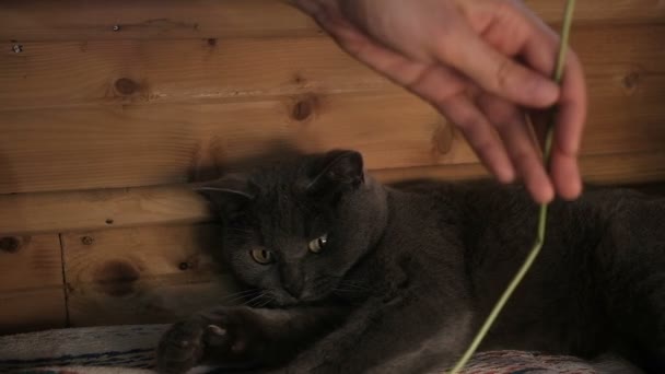 British shorthair cat playing with dandelion at home, gray pet lies, slow motion — Stock Video