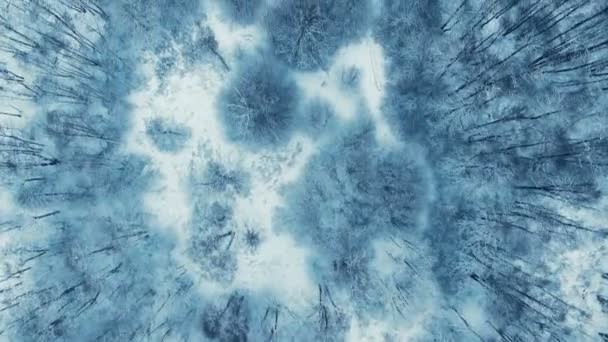 Летная антенна над зимним лесом на севере — стоковое видео