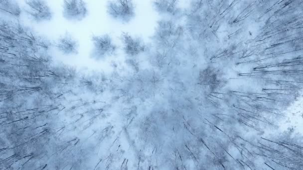 Luchtfoto van de achtergrond van de winter met een besneeuwde forest van bovenaf — Stockvideo
