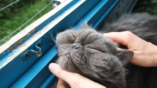 Γυναίκα γρατσουνιές σε έναs διόσπυρος γάτα στο μπαλκόνι, ευχαριστημένος κατοικίδιο κλείνει τα μάτια του από χαρά. — Φωτογραφία Αρχείου