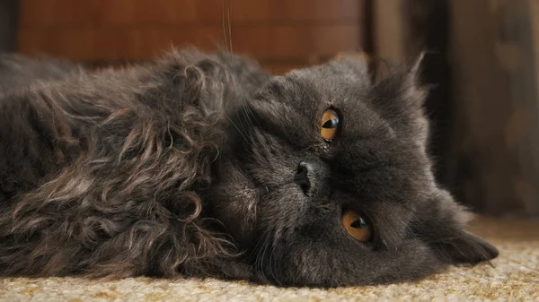 Katze liegt auf dem Teppich und zieht die Pfoten aus nächster Nähe nach vorne — Stockfoto