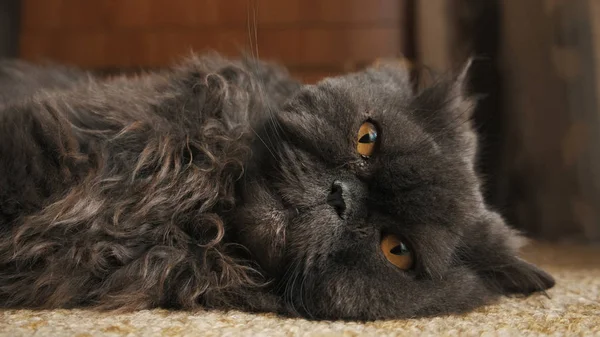 Katten ligger på mattan och drar tassar framåt närbild — Stockfoto