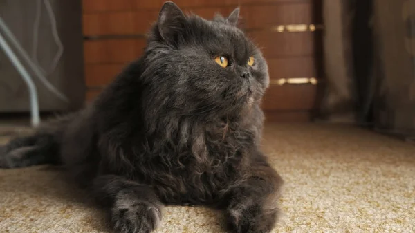 Gato mira en la ventana, se acuesta en la alfombra y mueve su cola de cerca —  Fotos de Stock