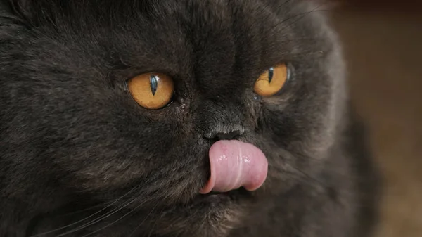 Close-up gato com olhos amarelos deitado no chão e olhando para os lados — Fotografia de Stock