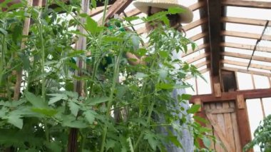 Genç kız bir hasır şapka ve elbise bir sera sulama bidonunda bitkiler üzerinde su dökülen