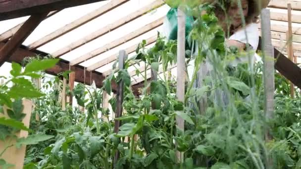 Meisje tuinman in een strooien hoed en jurk giet water op planten van een gieter in een kas — Stockvideo