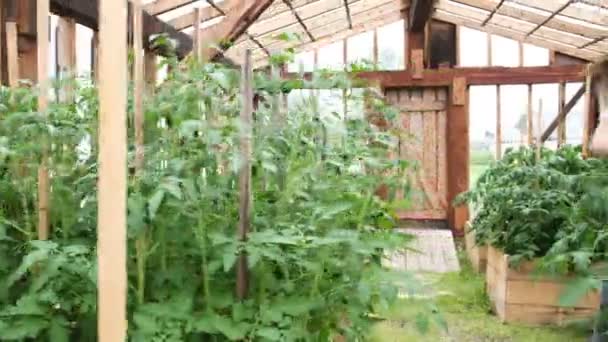 Woman Farmer Straw Hat Working Gloves Dress Gathers Harvest Greenhouse — Stock Video