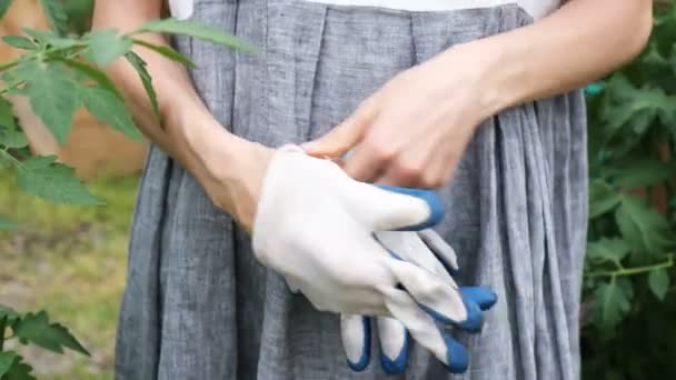 Mujer jardinero en vestido se pone guantes de trabajo en las manos en invernadero de cerca — Vídeos de Stock