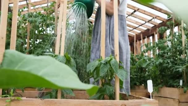 Dívka v šatech je zalévání zavlažování plodin ve skleníku close-up, nalévá voda — Stock video