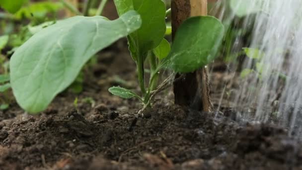 Air menuangkan dari kaleng air ke tanah dan tanaman di dekat rumah kaca — Stok Video