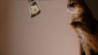 Kırmızı kedi pençe ile uzanmak ve kağıt bill - zenginlik, açgözlülük için susuzluk ve zengin, ağır çekim arzu ulaşmak çalışıyor