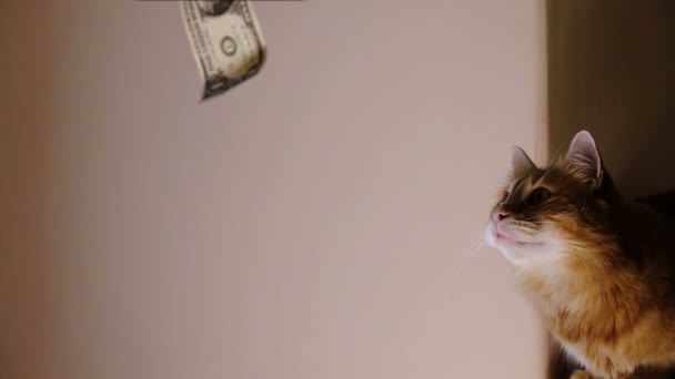 Рыжая кошка внимательно смотрит на бумажный счет - жадность и стремление разбогатеть — стоковое видео