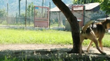 Bir ichain köpeğe gölgede ağaca yaz aylarında arsa üzerinde dörtnala