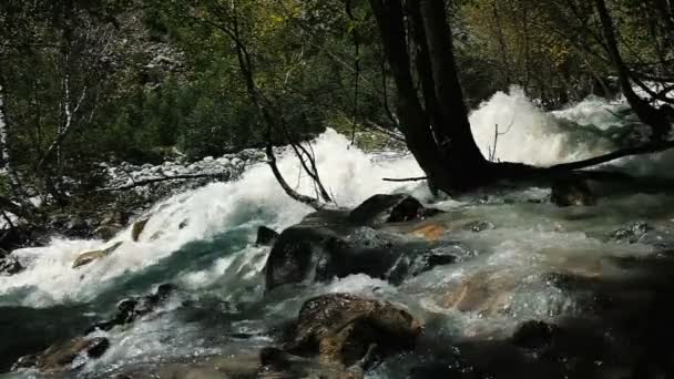 Hegyi folyó fut végig az erdő, lassú mozgás — Stock videók
