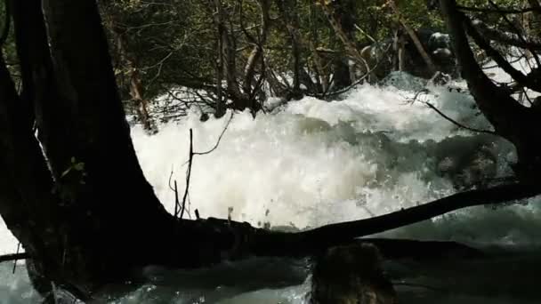 Los arroyos del río de la montaña corren a lo largo del bosque, el agua se divide contra los árboles, cámara lenta — Vídeos de Stock