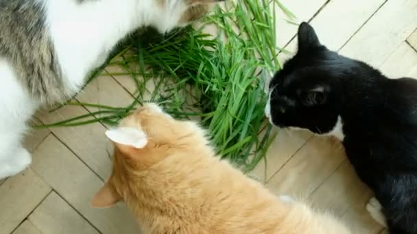 Three cats eat fresh green grass
