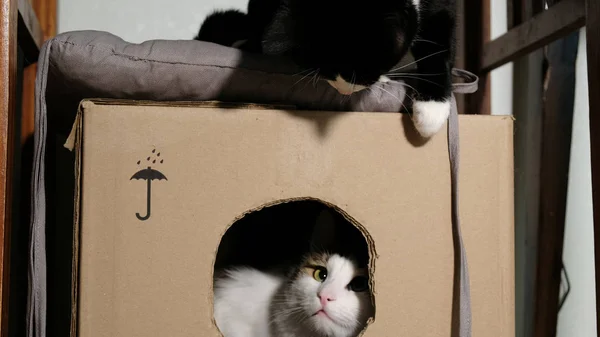 Twee huiskatten spelen in een kartonnen doos thuis — Stockfoto