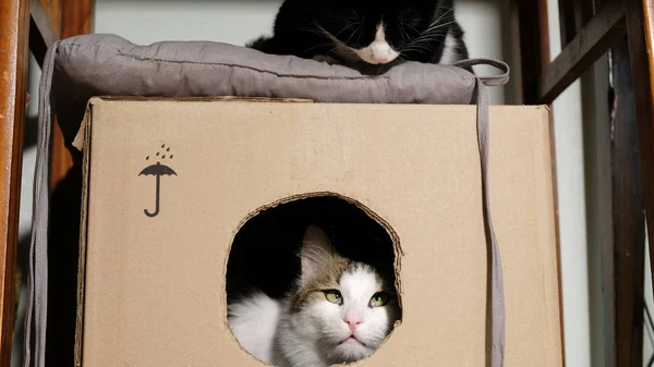 Preto gato assusta branco gato snuffing caixa de papelão — Fotografia de Stock
