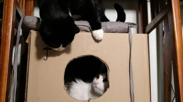 Μαύρο και άσπρο γάτα παίζει με το άλλο σε ένα κουτί από χαρτόνι — Φωτογραφία Αρχείου