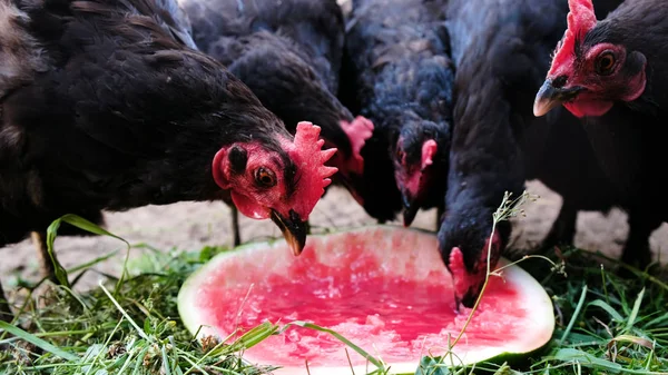 Стая кур клюет арбуз на ферме, птицы едят ягоды крупным планом — стоковое фото