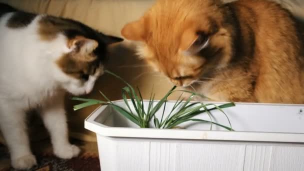 Dos gatos comen hierba verde fresca — Vídeos de Stock