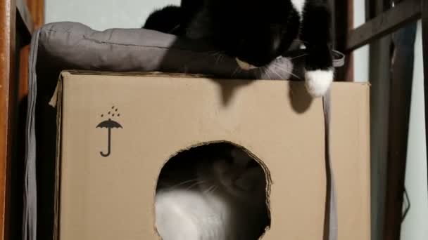Dos gatos domésticos juegan en una caja de cartón en casa — Vídeos de Stock