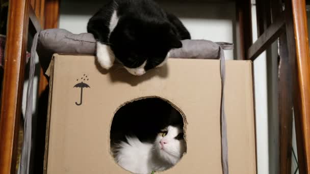 Gato blanco y negro jugando entre sí en una caja de cartón — Vídeos de Stock