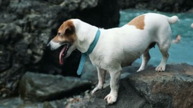 Köpek Jack Russell Terrier ile bir denizde yapışkanlık dışarı onun dilini bir taş üzerinde duruyor