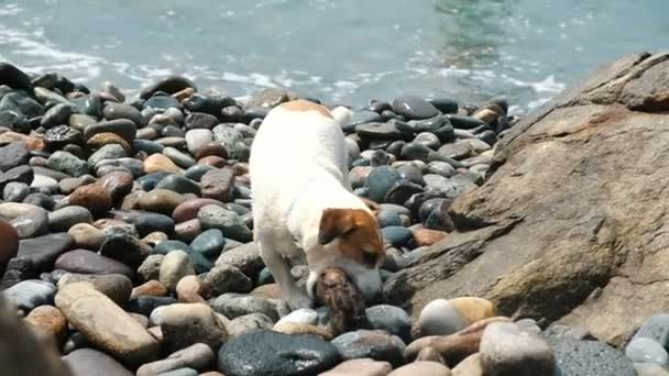 Perro Jack Russell Terrier toma un gran palo en los dientes y se escapa, cámara lenta — Vídeos de Stock