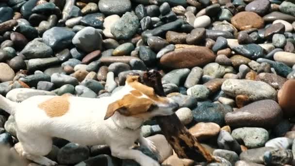 Маленький пес Джек Рассел Терьер носит большую палку в зубах на галечном пляже, медленное движение — стоковое видео