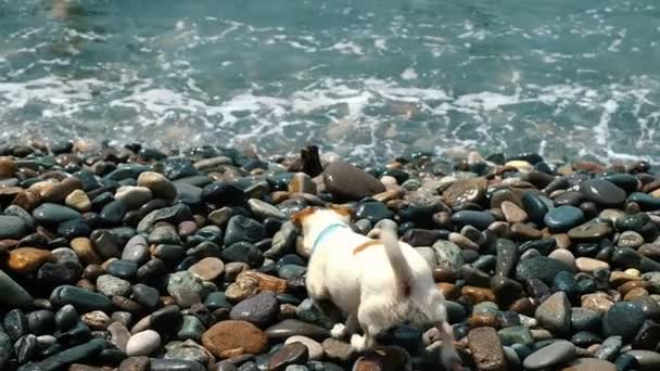 Curioso perro Jack Russell Terrier huye de las grandes olas del mar en una playa de guijarros, cámara lenta — Vídeos de Stock