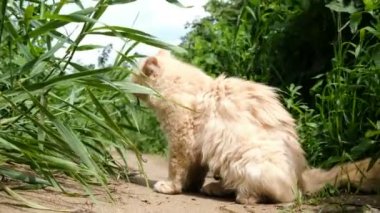 Bej kedi kum üzerine oturur ve çalış ve doğada ot yiyor