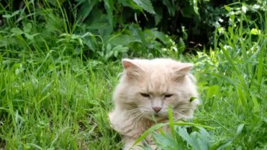 Bej kedi bir bitki çim, doğa üzerinde yalan evde beslenen hayvan ile oynarken