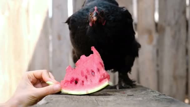 Černé kuře klovne meloun z ruky muže na farmě v přírodě — Stock video