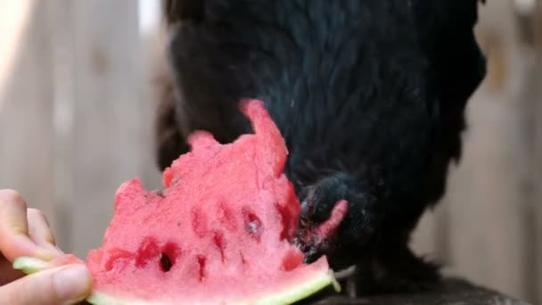 Black chicken pecks watermelon from the hand of a man on a farm in nature close-up — Stock Video