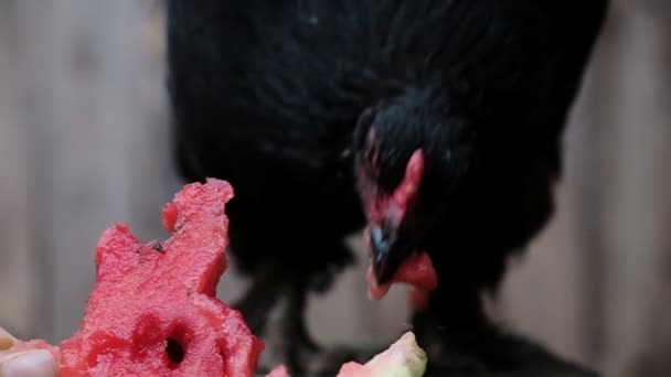 Slow motion black chicken pecks watermelon on the farm close-up — Stock Video