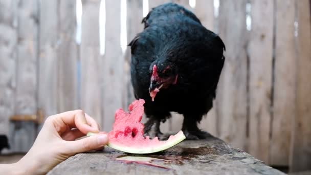 Slow Motion Zwarte Kip Besluipt Gretig Watermeloen Een Boerderij Uit — Stockvideo