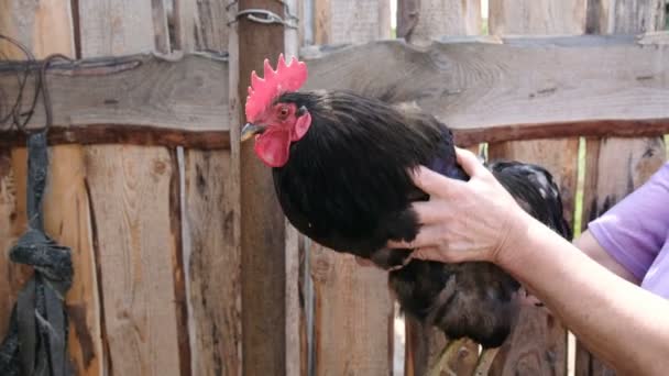 女性を振る彼女のコック - 安定、不安定の鶏を表示しようとしています。 — ストック動画