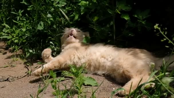 Gato perezoso se encuentra en las sombras en el suelo, juega y captura una hoja de hierba con sus patas, cámara lenta — Vídeos de Stock