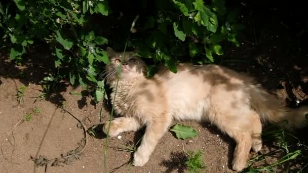 Gato preguiçoso fica na sombra e pega uma lâmina de grama, câmera lenta — Vídeo de Stock