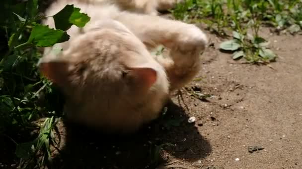 Chat beige se trouve dans le sable et joue et joue avec un brin d'herbe dans la nature, au ralenti 