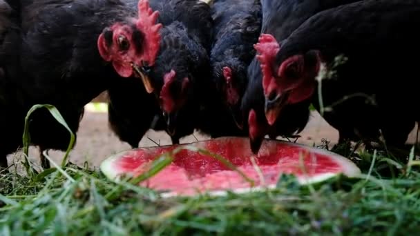 Pollos y gallos picotean sandía de cerca, cámara lenta — Vídeos de Stock