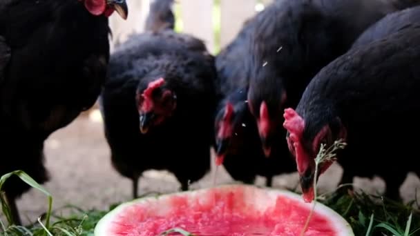 Стая кур клюет арбуз на ферме, птицы едят ягоды крупным планом замедленного движения — стоковое видео