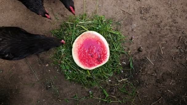 Poulets noirs picore pastèque à la ferme, les oiseaux mangent des baies à l'extérieur vue de dessus, au ralenti — Video