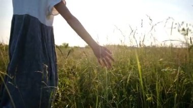 Bir kadının el ile yüksek kuru ot yaz aylarında günbatımı, yavaş hareket, bir alandaki harcıyor